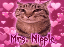 Cat Mr GIF