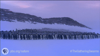 Pbs Nature Snow GIF by Nature on PBS