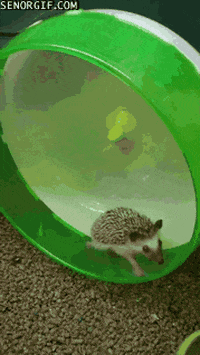 Hedgehogs Running GIF