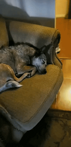 cuteanimalland giphyupload GIF