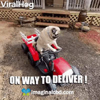 Dog GIF by Imaginal Biotech