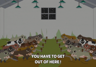 calves GIF by South Park 
