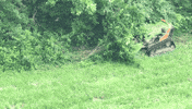 Just Keep Swiming Remote Control GIF by Green Climber North America