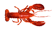 Ocean Lobster Sticker by Neurads