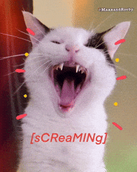 Cat Rage GIF