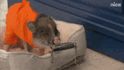 nick pig GIF by Nickelodeon