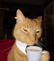 Good Morning Cat GIF