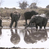 Natures Great Events Water GIF by BBC America