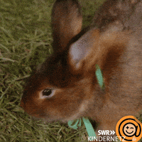 Easter Bunny GIF by SWR Kindernetz