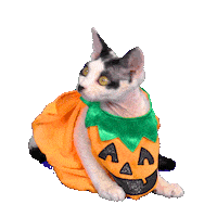 Pumpkin Patch Cat Sticker