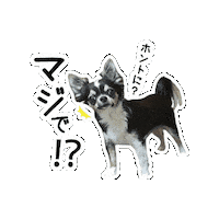 Chihuahua Sticker