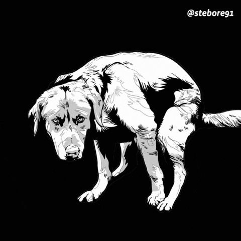 stebore91 giphyupload dog meme wtf GIF