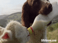 Dog Milk GIF