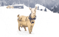 Christmas Winter GIF by LediBelle