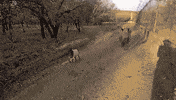 GIF by Random Goat