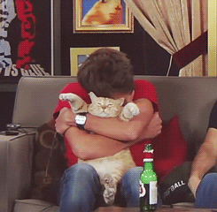 cat GIF