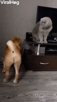 Kitty Swats At Shiba Inu Doggy GIF by ViralHog