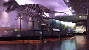 T Rex Running GIF by Field Museum