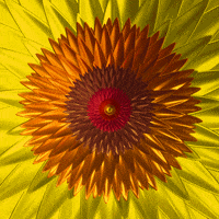 Flower GIF by Feliks Tomasz Konczakowski