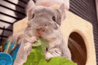 Chinchilla Sue GIF