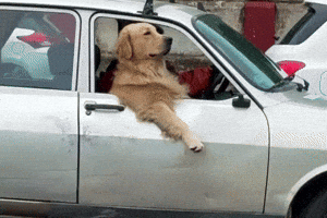 Funny Dog GIF