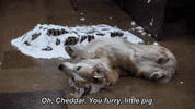 nbc brooklyn 99 GIF by Brooklyn Nine-Nine
