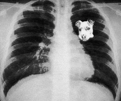 Dog Dawg GIF