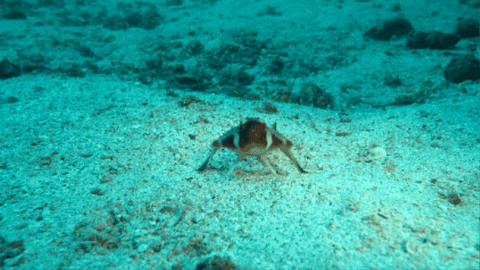 CreatureFeatures giphygifmaker red-lipped batfish GIF