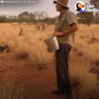 kangaroo GIF by The Dodo