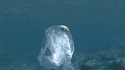 GIF by Oceana