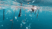 Earth Day GIF by 4ocean