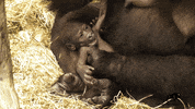 Baby Animal Love GIF by Brookfield Zoo