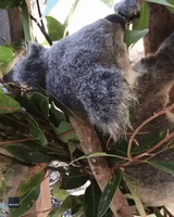 Super-Chill Koala Falls Asleep While Munching on Eucalyptus at New South Wales Sanctuary