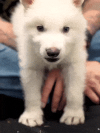 Wolf Yes GIF by Colossal