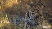 Season 2 Leopard GIF by PBS
