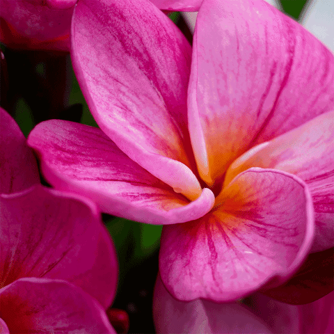 easter island love GIF