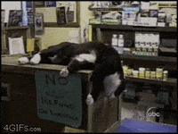 morning bed GIF