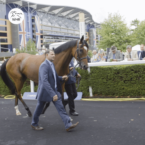 Enable Queen GIF by World Horse Racing
