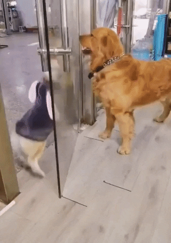 jermbly giphyupload GIF