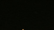 sea anemone water GIF by TED