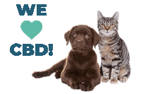Cat Dog Sticker by Come Back Daily