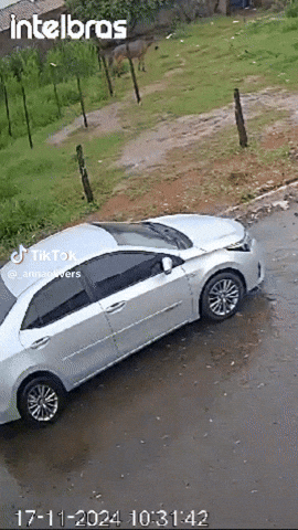 cuteanimalland giphyupload GIF