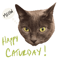 Cat Meow Sticker