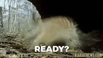 BiaraChews lets go ready lets roll numbats GIF