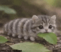 Caterpillar GIF