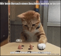 unsereoebb cat katze oebb weltkatzentag GIF