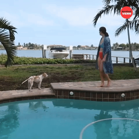 Dog reacts to owner falling in pool