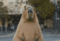 Capybaras GIF by Studio Voisier