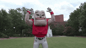 Georgia Bulldogs GIF by University of Georgia