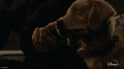 Golden Retriever Hawkeye GIF by Marvel Studios